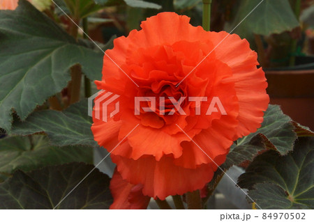 ベコニア 84970502