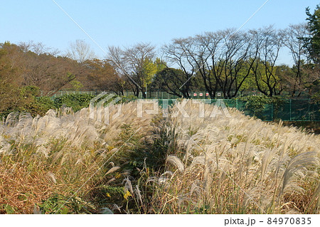秋のススキ　イネ科ススキ属の植物　多年生草本　鎌ケ谷市制記念公園　千葉県鎌ケ谷市初富 84970835