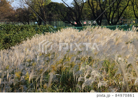秋のススキ　イネ科ススキ属の植物　多年生草本　鎌ケ谷市制記念公園　千葉県鎌ケ谷市初富 84970861