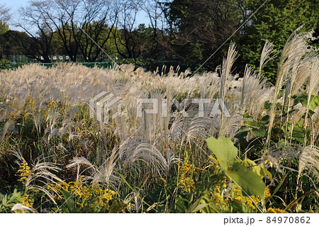 秋のススキ　イネ科ススキ属の植物　多年生草本　鎌ケ谷市制記念公園　千葉県鎌ケ谷市初富 84970862