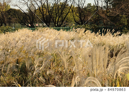 秋のススキ　イネ科ススキ属の植物　多年生草本　鎌ケ谷市制記念公園　千葉県鎌ケ谷市初富 84970863