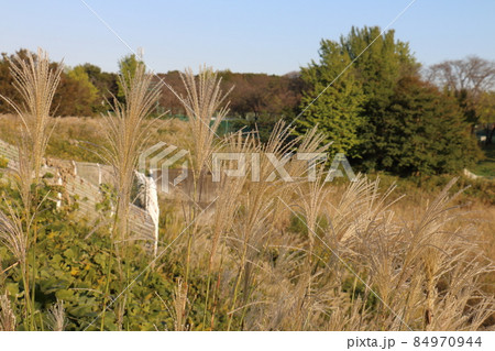 秋のススキ　イネ科ススキ属の植物　多年生草本　鎌ケ谷市制記念公園　千葉県鎌ケ谷市初富 84970944