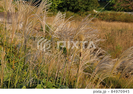 秋のススキ イネ科ススキ属の植物 多年生草本 鎌ケ谷市制記念公園 千葉県鎌ケ谷市初富 秋のススキ イネ科ススキ属の植物 多年生草本 鎌ケ谷市制記念公園 千葉県鎌ケ谷市初富 84970945