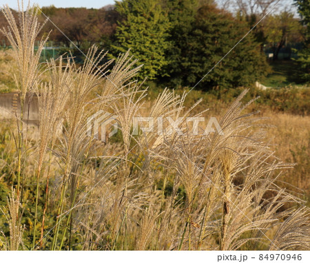 秋のススキ　イネ科ススキ属の植物　多年生草本　鎌ケ谷市制記念公園　千葉県鎌ケ谷市初富 84970946