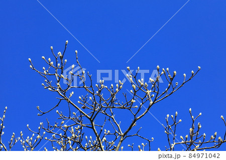 白く輝く木蓮の蕾 84971042