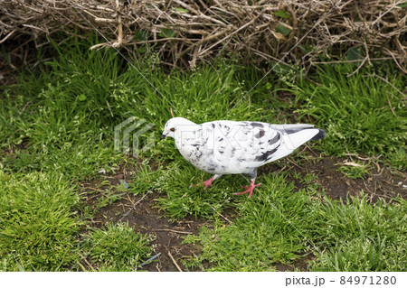 Beautiful white Fantail Pigeons Columba livia domestica pigeons resting in the grass 84971280