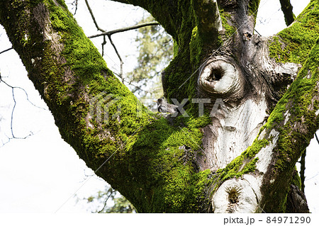 tree trunk covered with moss on a sunny spring day, a blackbird sits between the branches 84971290