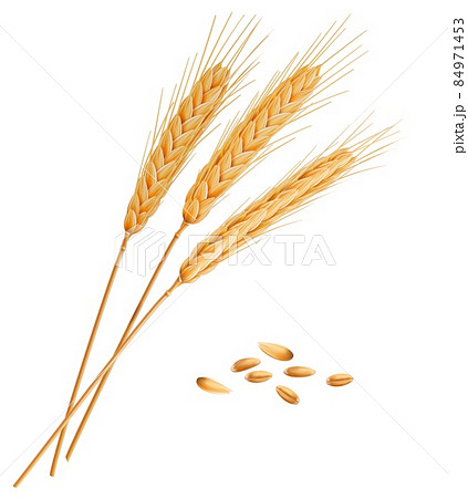 Realistic wheat, rye, oat or barley spikes with grains. Vector isolated cereal ears sheaf. 3d crop plant straws with ripe gold seeds, kernels and dry grass stalk, cereal harvest, agriculture 84971453