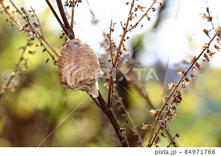 カマキリの卵　秋 84971766