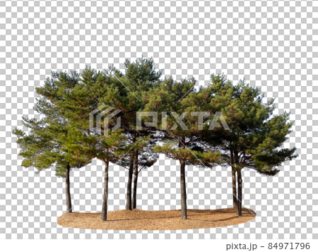 木頭，多汁，透明背景 84971796