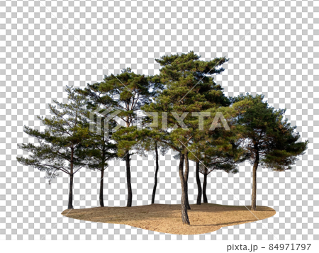 木頭，多汁，透明背景 84971797