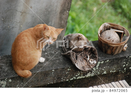 振り向くノラネコ（ウブド／バリ島･インドネシア） 84972065