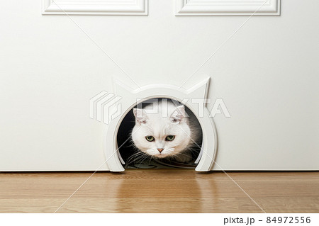 A cat in a cat door hole. A white domestic cat sits outside the door in a room at home and looks. 84972556