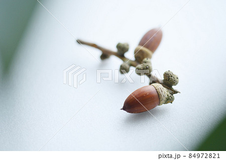 どんぐり、殻斗（かくと）付き 84972821