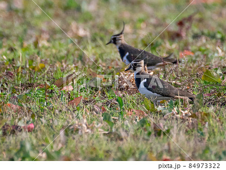 冬の野鳥　タゲリ 84973322