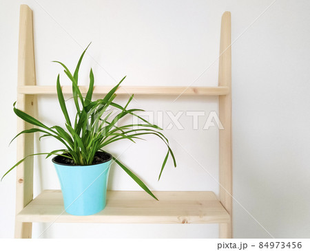 Green plant in a pot in interior Green plant in a pot in interior 84973456
