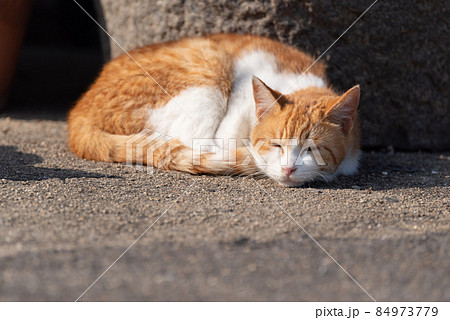 日向ぼっこ 茶トラ白 日向ぼっこ 茶トラ白 84973779