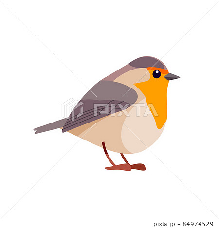 Robin is a small insectivorous passerine bird that belongs to the chat subfamily flycatcher family. Bird Cartoon flat style beautiful character of ornithology, v vector illustration isolated. 84974529
