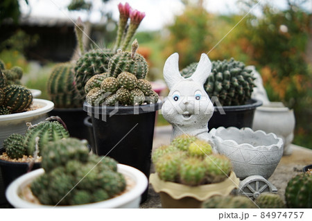 Many cactus pots in garden house and space for copy Many cactus pots in garden house and space for copy 84974757