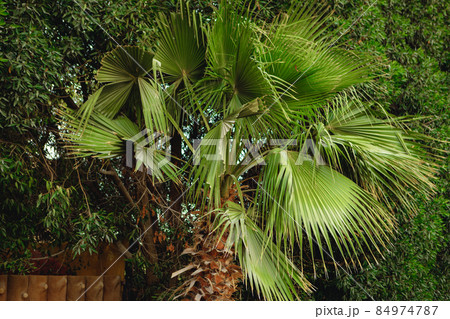 Tropical beach with palm tree branches, close up 84974787