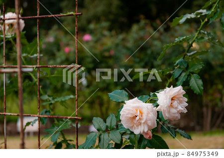 ピンクのバラ 84975349