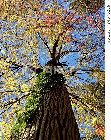 ツタの絡まった紅葉した大木を見上げる ツタの絡まった紅葉した大木を見上げる 84976226