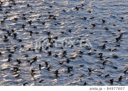 生き物 野鳥 カワウ、大集団で採餌。ミズナギドリ類も入っている様ですがこの写真では種類は分かりません 生き物 野鳥 カワウ、大集団で採餌。ミズナギドリ類も入っている様ですがこの写真では種類は分かりません 84977607