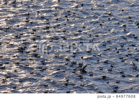 生き物　野鳥　カワウ、一時はずいぶん数が減ったようですが今は増えすぎて害鳥扱いされています 84977608