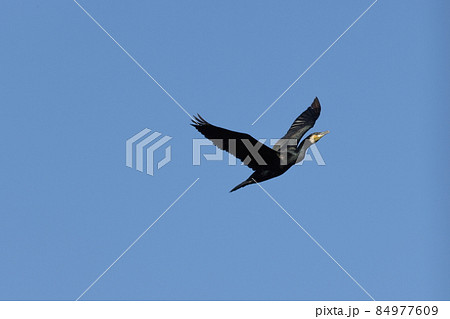 生き物　野鳥　カワウ、翼が褐色味を帯びている事や頬の白色部の形などでウミウと見分けるようです 84977609