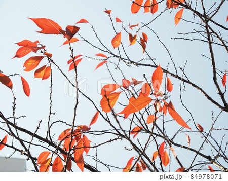 紅葉した桜の葉 84978071