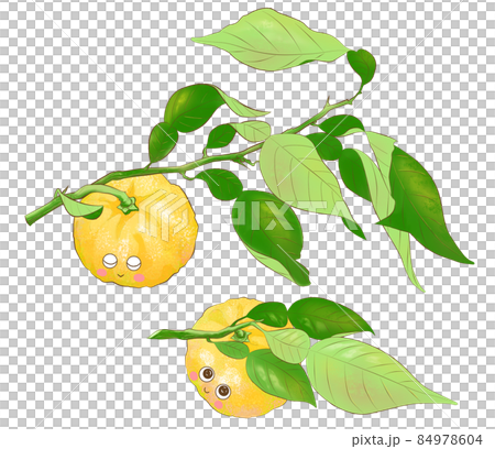 ピンクほっぺの可愛い葉付き柚子2つのイラストのイラスト素材