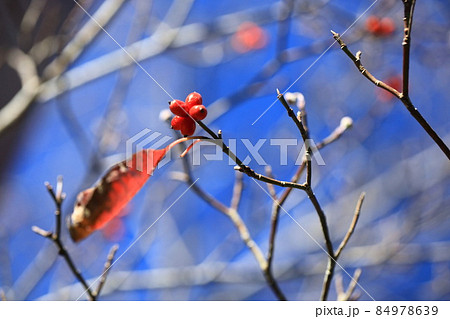 ハナミズキの赤い実と残り葉 84978639
