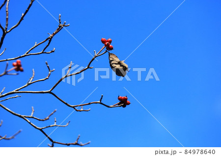 ハナミズキの赤い実と残り葉 84978640