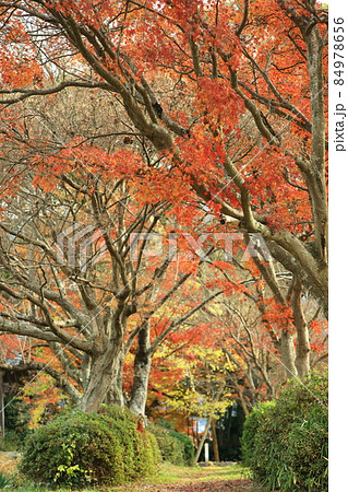 丹波国分寺の紅葉 84978656
