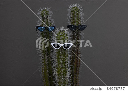 Fun three big cactuses with the sunglasses. Holidays in the tropics. Fun three big cactuses with the sunglasses. Holidays in the tropics. 84978727