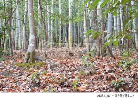 枯れ葉が地面に広がる竹林の足元 枯れ葉が地面に広がる竹林の足元 84979117