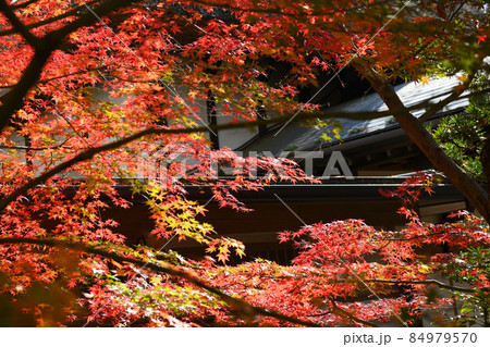 深大寺門前町の晩秋風景 深大寺門前町の晩秋風景 84979570