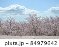 青空と雲と桜と地面のが層になった画像 84979642