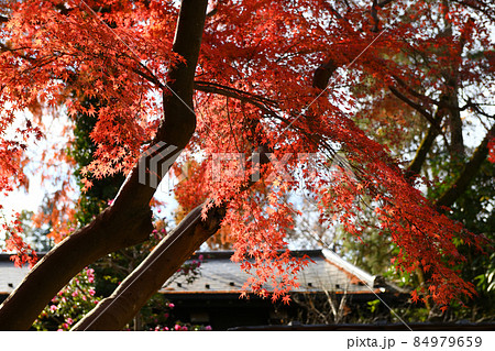 深大寺門前町の晩秋風景 84979659