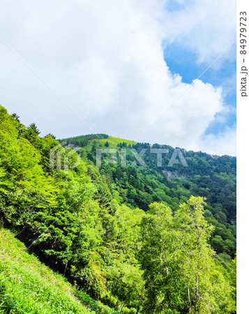 信州ビーナスライン・茶臼山登山（扉峠コース）　登山道から茶臼山の眺め 84979723