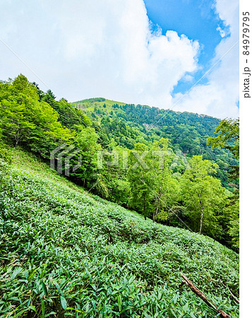 信州ビーナスライン・茶臼山登山（扉峠コース）　登山道から茶臼山の眺め 84979795