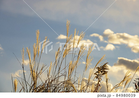 夕日に照らされた綺麗なススキ 84980039