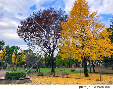 東京板橋・都立赤塚公園の黄葉 84980400
