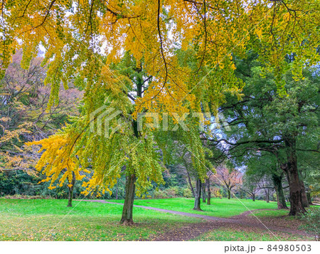 東京板橋・都立赤塚公園の黄葉 84980503