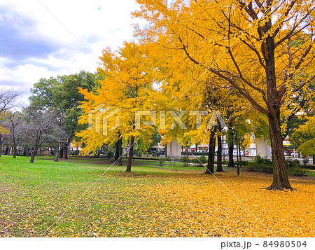 東京板橋・都立赤塚公園の黄葉 84980504