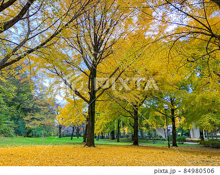 東京板橋・都立赤塚公園の黄葉 84980506