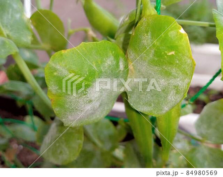 うどん粉病初期のスナップエンドウの葉 うどん粉病初期のスナップエンドウの葉 84980569