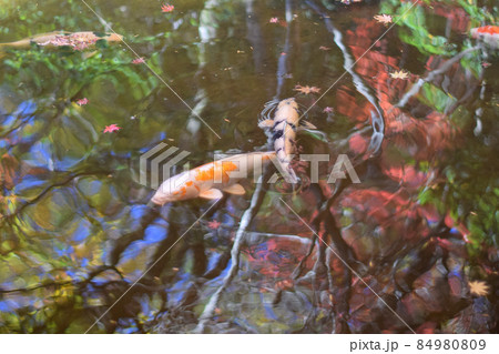 紅葉が映る池で泳ぐ錦鯉 84980809