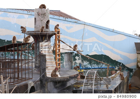 北海道　函館　函館市熱帯植物園　温泉に入るサル 84980900