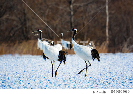 雪原のタンチョウ 84980969